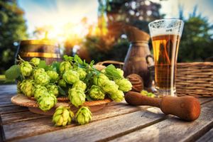 Hops in the world of craft beer: the main characteristics